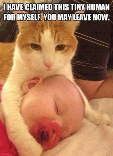 Funny Animal Memes - you may leave now