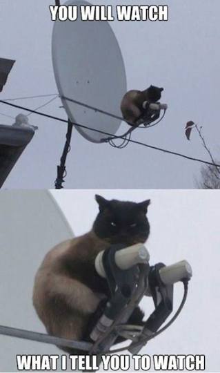 Funny Animal Memes - you will watch