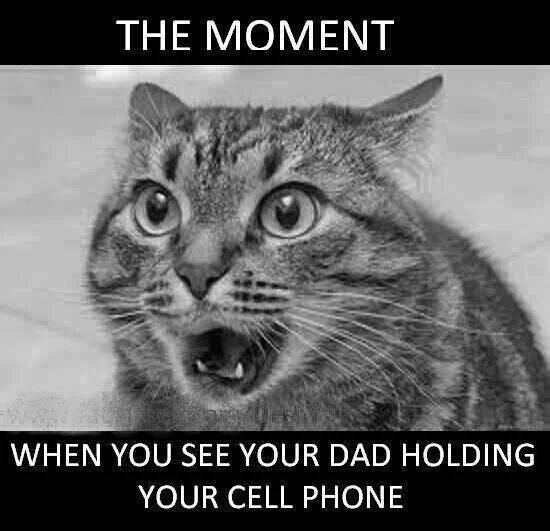 Funny Animal Memes - your dad
