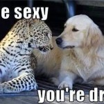 Funny Animal Memes - youre drunk
