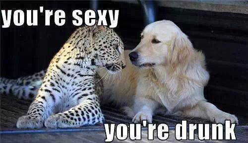 Funny Animal Memes - youre drunk