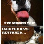 Funny Animal Memes - youre home