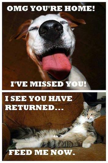 Funny Animal Memes - youre home
