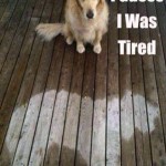 Funny Animals Memes - i was tired
