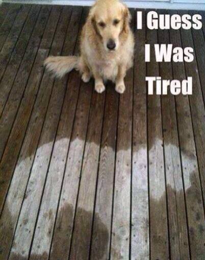 Funny Animals Memes - i was tired