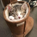 Funny Animals Memes - if i fits