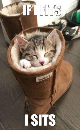 Funny Animals Memes - if i fits