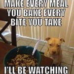 Funny Animals Memes - ill be watching