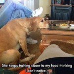 Funny Animals Memes - inching closer