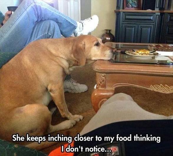 Funny Animals Memes - inching closer