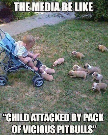 Funny Animals Memes - media be like