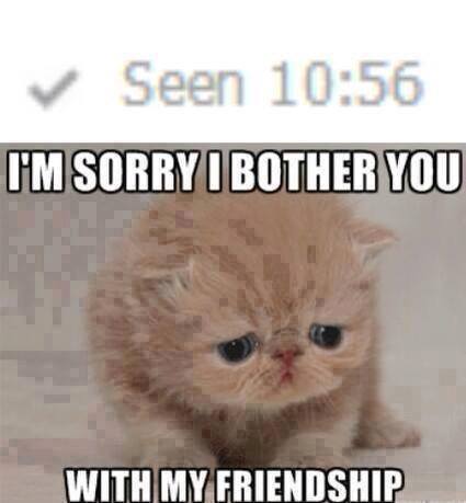 Funny Animals Memes - my friendship