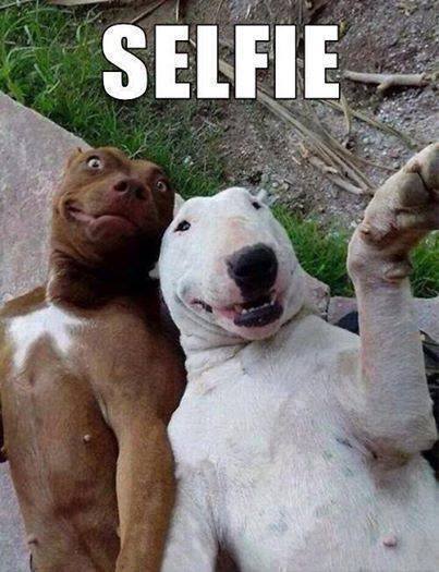 Animal Memes - doggie selfie