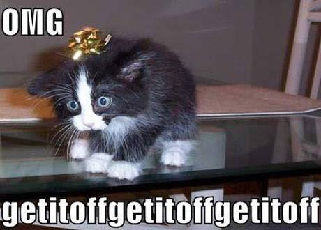 Animal Memes - get it off