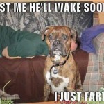 Animal Memes - i just farted