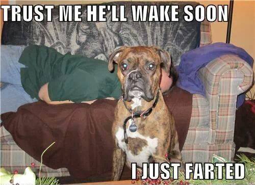 Animal Memes - i just farted