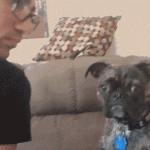 Animal Memes: annoying human