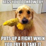 Animal Memes: begs you