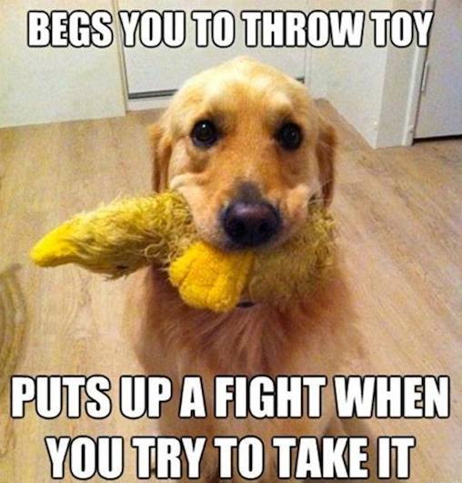 Animal Memes: begs you