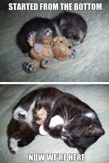 Animals Memes - cuddly kitty