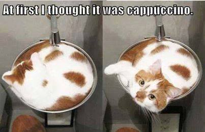 Animals Memes: cappuccino kitty