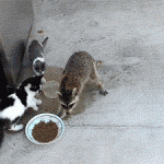 Animals Memes: carpe diem