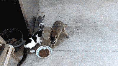 Funny GIFs – Carpe Diem Funny GIFs – Carpe Diem