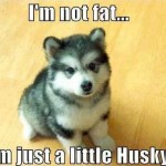 Funny Animal Memes - little husky
