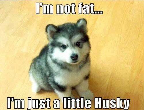 Funny Animal Memes - little husky
