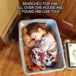 Funny Animal Memes - puppies in a basket