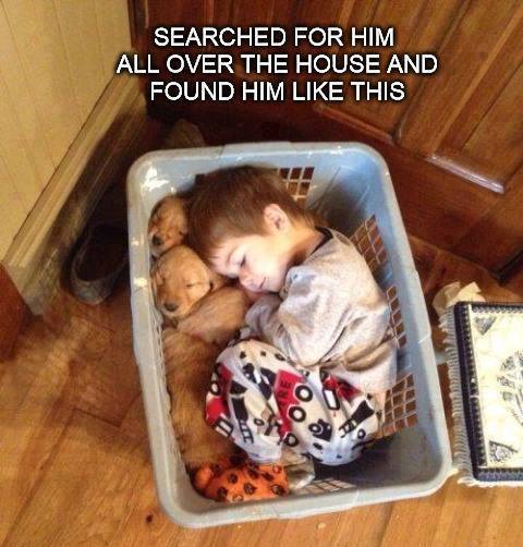 Funny Animal Memes - puppies in a basket