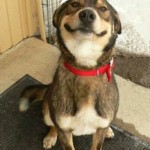 Funny Animal Memes - shit in the hallway