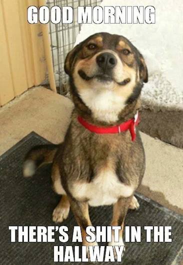 Funny Animal Memes - shit in the hallway