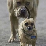 Funny Animal Memes - that feeling