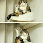 Funny Animals Memes - look at it