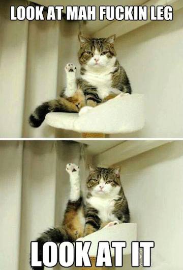 Funny Animals Memes - look at it