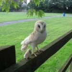 Funny Animals Memes - mini me