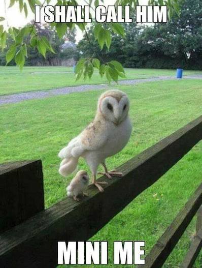 Funny Animals Memes - mini me