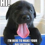 Funny Animals Memes - make your day