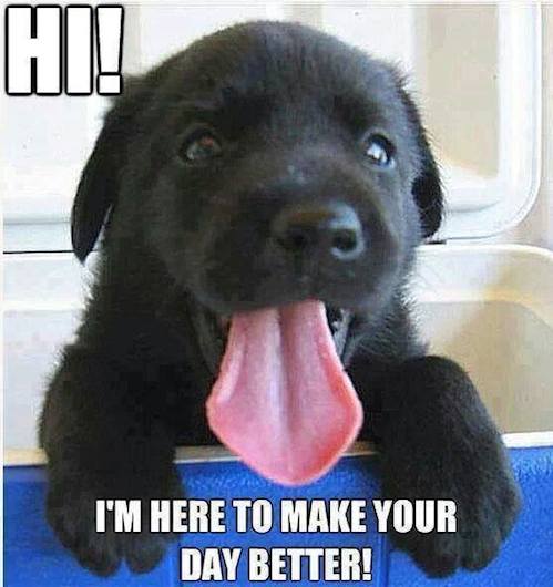 Funny Animals Memes - make your day