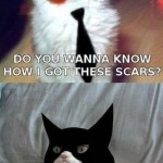 Funny Memes - grumpy cat batman