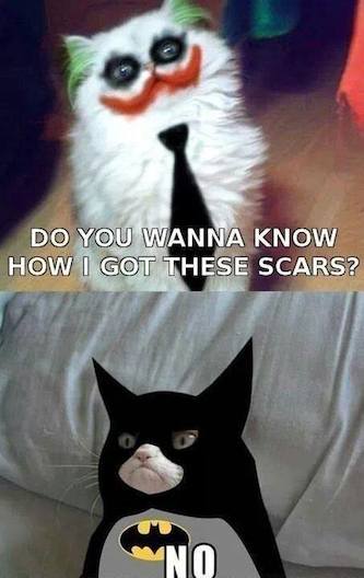 Funny Memes - grumpy cat batman