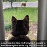 Animal Memes - everyone watching