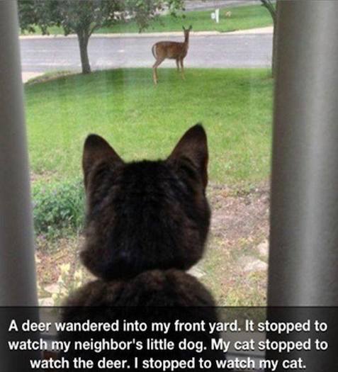 Animal Memes - everyone watching