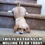 Animal Memes - far enough