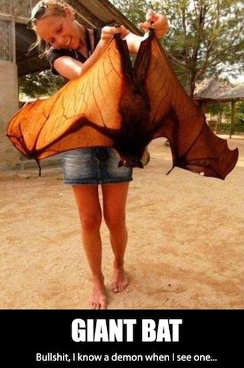 Animal Memes - giant bat