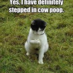 Animal Memes - i hate nature