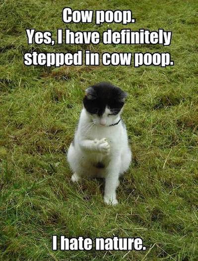 Animal Memes - i hate nature