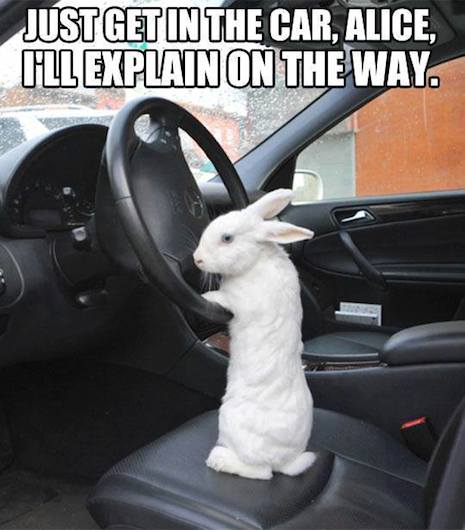 Funny Animal Memes - just get in