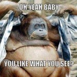 Funny Animal Memes - like what you see